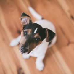 Gezelschapsdieren jack russel