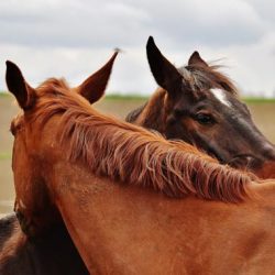 paarden paarden