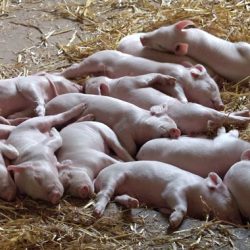 varkens Varken dierenenkliniek Leijdal