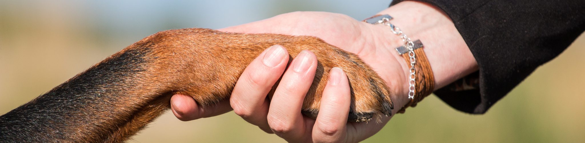 hand poot Anouk Rottweiler