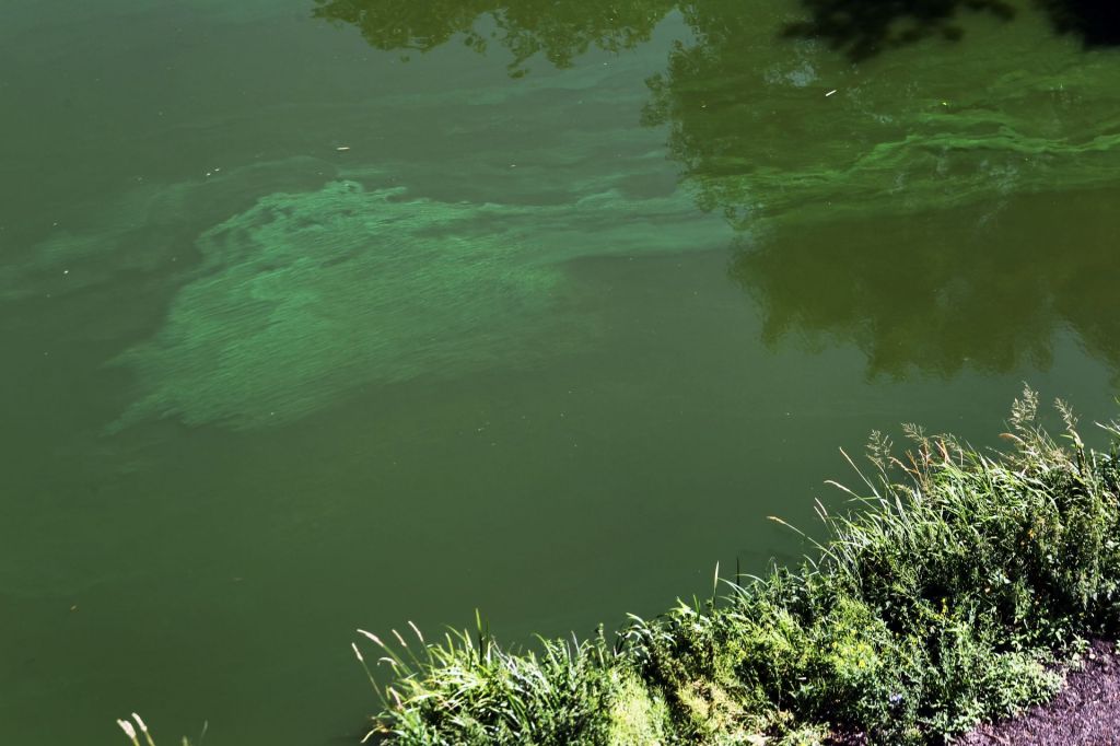 Cyanobacterien